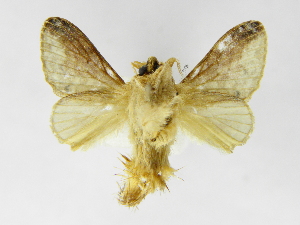  ( - INBIOCRI001848086)  @13 [ ] Copyright (2012) J. Montero Instituto Nacional de Biodiversidad