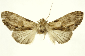  ( - INBIOCRI001985307)  @12 [ ] Copyright (2012) Juan Mata Lorenzen INBio