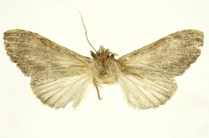  ( - INBIOCRI001985307)  @12 [ ] Copyright (2012) Juan Mata Lorenzen INBio