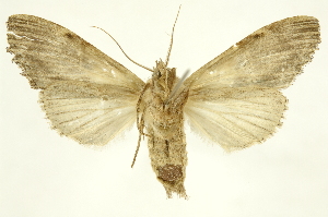  ( - INBIOCRI002036101)  @12 [ ] Copyright (2012) Juan Mata Lorenzen INBio