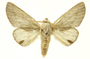 ( - INBIOCRI002038410)  @14 [ ] Copyright (2012) Juan Mata Lorenzen INBio