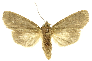  ( - INBIOCRI002399513)  @14 [ ] Copyright (2012) Juan Mata Lorenzen INBio