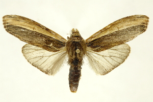  ( - INBIOCRI002487311)  @14 [ ] Copyright (2012) Juan Mata Lorenzen INBio