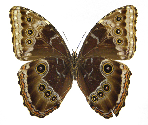  ( - INB0004153554)  @14 [ ] Copyright (2011) J. Montero Instituto Nacional de Biodiversidad