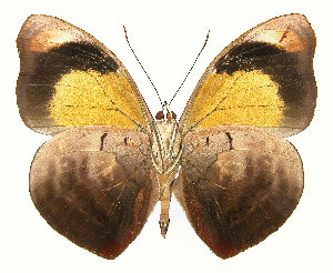  ( - INB0004270281)  @14 [ ] Copyright (2011) J. Montero Instituto Nacional de Biodiversidad