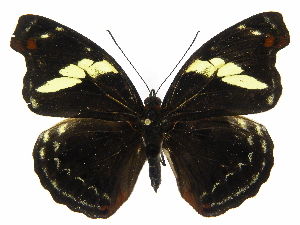  ( - INB0004270334)  @14 [ ] Copyright (2011) J. Montero Instituto Nacional de Biodiversidad