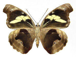  ( - INB0004270334)  @14 [ ] Copyright (2011) J. Montero Instituto Nacional de Biodiversidad