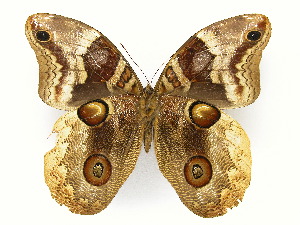  ( - INB0004270901)  @14 [ ] Copyright (2011) J. Montero Instituto Nacional de Biodiversidad