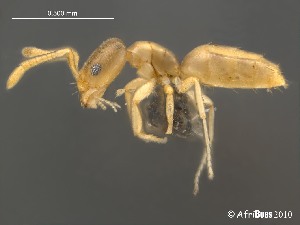  (Brachymyrmex AFRC-MPU-01 - AFR-HGL-BL-HC-F09)  @15 [ ] Unspecified (default): All Rights Reserved  Unspecified Unspecified