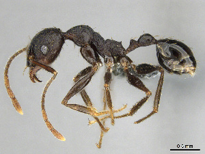  (Pheidole afrc-za04 - CASENT0814091)  @15 [ ] CreativeCommons - Attribution (2018) Brian Fisher California Academy of Sciences