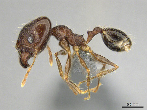  (Pheidole afrc-za06 - CASENT0814083)  @11 [ ] CreativeCommons - Attribution (2018) Brian Fisher California Academy of Sciences