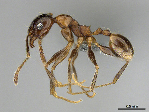  (Pheidole afrc-za11 - CASENT0814086)  @11 [ ] CreativeCommons - Attribution (2018) Brian Fisher California Academy of Sciences