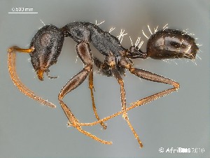  (Camponotus aequitas - AFR-EZG1-PT-F16)  @16 [ ] Unspecified (default): All Rights Reserved  Unspecified Unspecified
