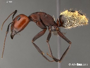  (Camponotus detritus - AFR-CND-2010-03-F01)  @15 [ ] Unspecified (default): All Rights Reserved  Unspecified Unspecified
