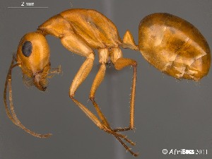  (Camponotus mystaceus - AFR-CND-2010-20-F01)  @16 [ ] Unspecified (default): All Rights Reserved  Unspecified Unspecified