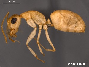  (Camponotus simulans - AFR-CND-2010-47-F02)  @16 [ ] Unspecified (default): All Rights Reserved  Unspecified Unspecified