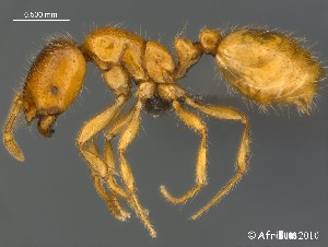  (Solenopsis punctaticeps - AFR-RVG1-HC-F13)  @15 [ ] Unspecified (default): All Rights Reserved  Unspecified Unspecified