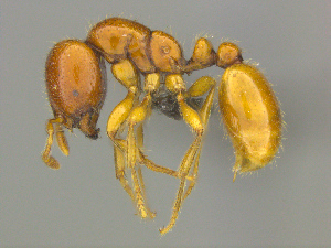  (Solenopsis AFRC-ZA08 - casent0812004)  @15 [ ] CreativeCommons - Attribution (2017) Peter Hawkes AfriBugs CC