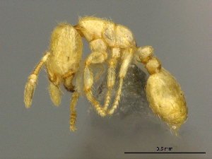  (Solenopsis AFRC-ZA03 - casent0255304)  @14 [ ] CreativeCommons - Attribution (2017) Peter Hawkes AfriBugs CC
