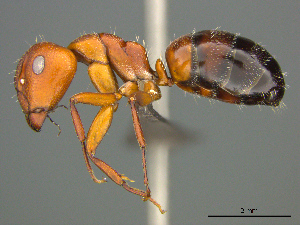  (Camponotus robecchii - casent0257125)  @11 [ ] CreativeCommons - Attribution (2017) Peter Hawkes AfriBugs CC