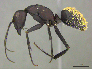  (Camponotus AFRC-ZA52 - casent0259117)  @15 [ ] CreativeCommons - Attribution (2017) Peter Hawkes AfriBugs CC