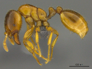  (Solenopsis AFRC-ZA10 - casent0812009)  @15 [ ] CreativeCommons - Attribution (2017) Peter Hawkes AfriBugs CC