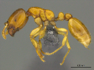  (Solenopsis AFRC-ZA02 - casent0258771)  @15 [ ] CreativeCommons - Attribution (2017) Peter Hawkes AfriBugs CC