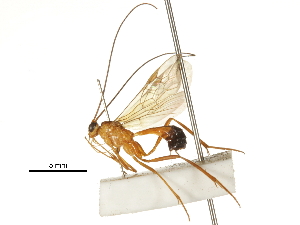  ( - DHJPAR0029345)  @11 [ ] CreativeCommons - Attribution (2018) CBG Photography Group Centre for Biodiversity Genomics