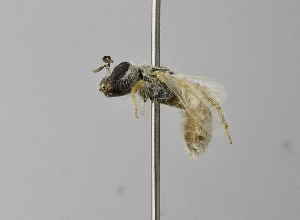  (Halictus sp. aff. pici - 1399-A05)  @13 [ ] CreativeCommons - Attribution Non-Commercial Share-Alike (2010) Packer Collection at York University York University