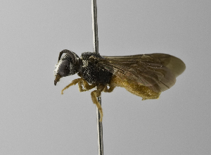  (Sphecodes BFA1 - 1399-A10)  @11 [ ] CreativeCommons - Attribution Non-Commercial Share-Alike (2010) Packer Collection at York University York University