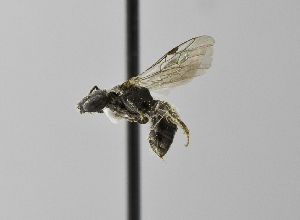  (Lasioglossum lucidulum - 1407-E06)  @13 [ ] CreativeCommons - Attribution Non-Commercial Share-Alike (2010) Packer Collection at York University York University