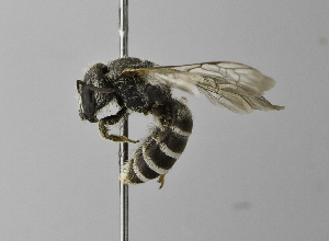  (Halictus ISR1 - 1407-G09)  @15 [ ] CreativeCommons - Attribution Non-Commercial Share-Alike (2010) Packer Collection at York University York University