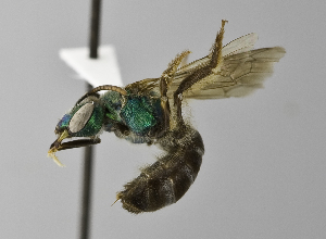  (Agapostemon semimelleus - 1408-H10)  @14 [ ] CreativeCommons - Attribution Non-Commercial Share-Alike (2010) Packer Collection at York University York University