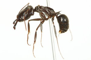  (Odontomachus yucatecus - 10BELIZE-0323)  @15 [ ] Unspecified (default): All Rights Reserved  Unspecified Unspecified