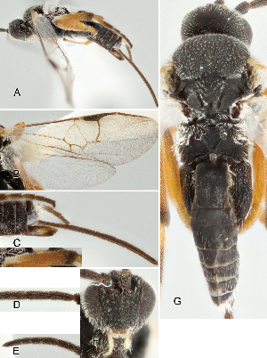  ( - DHJPAR0035483)  @13 [ ] CreativeCommons  Attribution Non-Commercial Share-Alike (2018) Jose Fernandez-Triana Canadian National Collection of Insects, Arachnids and Nematodes