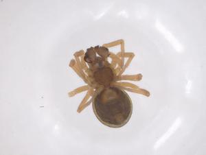  ( - 6-H1-clc1-J23)  @11 [ ] CreativeCommons - Attribution Share - Alike (2025) Centre for Biodiversity Genomics Centre for Biodiversity Genomics