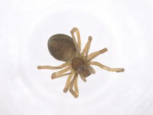  ( - 26-H1-clc4-J23)  @11 [ ] CreativeCommons - Attribution Share - Alike (2025) Centre for Biodiversity Genomics Centre for Biodiversity Genomics