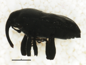  ( - BIOUG00824-C12)  @12 [ ] CreativeCommons - Attribution (2011) CBG Photography Group Centre for Biodiversity Genomics