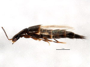  ( - BIOUG00818-G05)  @13 [ ] CreativeCommons - Attribution (2011) CBG Photography Group Centre for Biodiversity Genomics