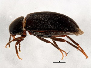  ( - BIOUG00818-H11)  @13 [ ] CreativeCommons - Attribution (2011) CBG Photography Group Centre for Biodiversity Genomics
