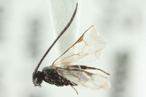  ( - HYM00000669)  @13 [ ] CreativeCommons - Attribution (2010) CBG Photography Group Centre for Biodiversity Genomics