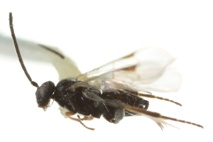 ( - 07PROBE-22344)  @12 [ ] CreativeCommons - Attribution (2010) CBG Photography Group Centre for Biodiversity Genomics