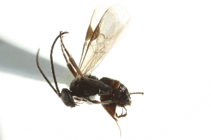  ( - 07PROBE-22350)  @12 [ ] CreativeCommons - Attribution (2010) CBG Photography Group Centre for Biodiversity Genomics