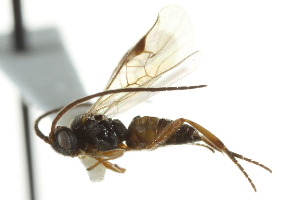  ( - 07PROBE-22361)  @13 [ ] CreativeCommons - Attribution (2010) CBG Photography Group Centre for Biodiversity Genomics
