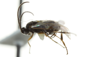  ( - 07PROBE-22376)  @12 [ ] CreativeCommons - Attribution (2010) CBG Photography Group Centre for Biodiversity Genomics