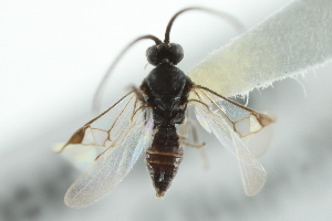  ( - 07PROBE-22381)  @12 [ ] CreativeCommons - Attribution (2010) CBG Photography Group Centre for Biodiversity Genomics