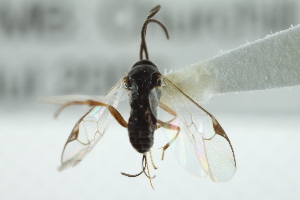  ( - 07PROBE-22389)  @12 [ ] CreativeCommons - Attribution (2010) CBG Photography Group Centre for Biodiversity Genomics