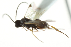  ( - 07PROBE-22399)  @12 [ ] CreativeCommons - Attribution (2010) CBG Photography Group Centre for Biodiversity Genomics