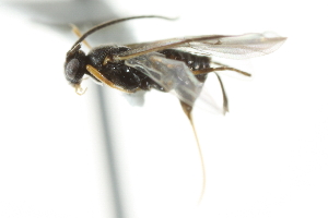 ( - 07PROBE-22407)  @13 [ ] CreativeCommons - Attribution (2010) CBG Photography Group Centre for Biodiversity Genomics
