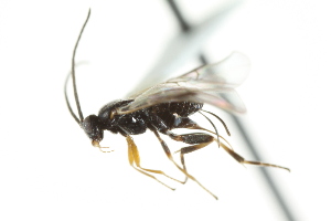  ( - 07PROBE-22410)  @13 [ ] CreativeCommons - Attribution (2010) CBG Photography Group Centre for Biodiversity Genomics